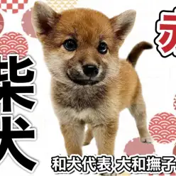 【 柴犬 】和犬を代表する赤柴！上品な風格漂う大和撫子美人が舞い降りました