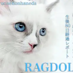 【 ラグドール 】生後80日経過！ド肝を抜く抱っこ馴れにゃんこは初心者にオススメ！