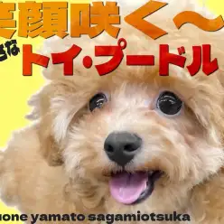 【 トイプードル 】お外デビュー目前!元気印で小柄なトイプー女の子の2nd記事