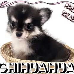 【 チワワ 】可愛いまろ眉とキラキラな瞳は必見！小さめサイズの男の子が登場！