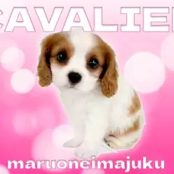 【 キャバリア 】奇跡のブレナムスポットを持つブレンハイムの女の子！