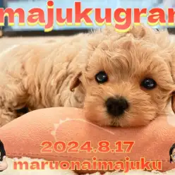 【 イマジュクグラム 】マルチーズとトイプードルのぬいぐるみ系MIX犬登場！
