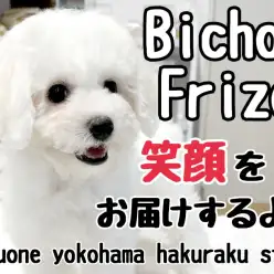 【 ビションフリーゼ 】陽気なアフロ犬！みんなに笑顔をお届けするよ！