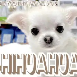 【 チワワ 】驚きの短めマズルの持ち主！ぬいぐるみのような小さめガール