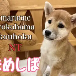 【 豆柴 】豆柴ちゃんの出来る事が増えた生後3ヶ月の成長記録