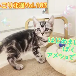 【 ほっこり北通Vol.103 】人馴れ抜群！フレンドリーなアメショくん