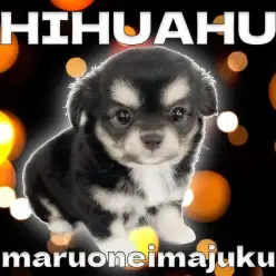 【 チワワ 】パパはアメリカチャンピオン！超短足のドワーフ体型が愛らしい女の子！