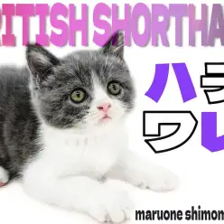 【 ブリティッシュ 】キャラクター性抜群！ハチワレ模様と丸顔が可愛いコミカル猫！