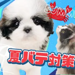 【 夏バテ対策 】夏本番！夏バテ対策で猛暑に負けず夏を楽しんじゃおう！