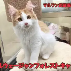 【 ノルウェージャン 】人懐っこさ抜群！抱っこが大好きな心優しい女の子！