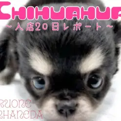 【 ブラックタン チワワ 】愛されフェイスな女の子の入店20日目成長レポート!