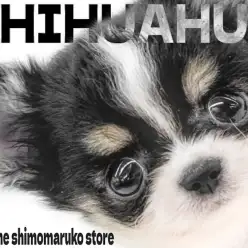 【 チワワ 】牛柄模様が特徴的！小さめサイズのドワーフ体型が可愛い癒し系の女の子