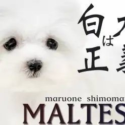 【 マルチーズ 】体は小さく、愛は大きく！純白を纏ったベビーフェイスドック！