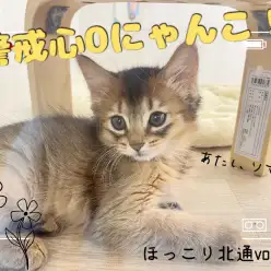 【 ほっこり北通Vol.104 】入店二日目とは思えないほど活発なソマリちゃん