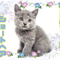 【 ブリティッシュショートヘア 】超丸顔の美猫が登場！魅惑のブルーの被毛は必見！