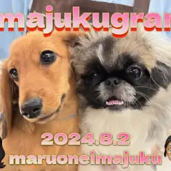 【 イマジュクグラム 】お散歩デビュー記念！生後5ヶ月のダックスちゃまに密着！