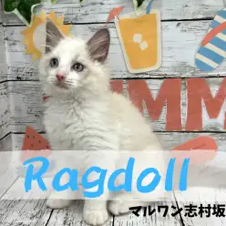 【 ラグドール 】幸運を運ぶ、ハチワレ模様の超絶甘えん坊さんなラグドールくん入店