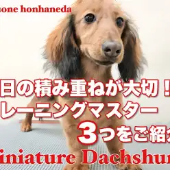 【 ミニチュアダックスフント 】お散歩大好き女子！生後5ヶ月の成長レポート！