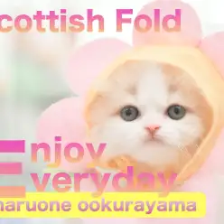 【 スコティッシュフォールド 】被り物が世界一似合う！リアルモフサンド！！