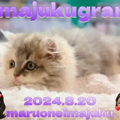 【 イマジュクグラム 】ダイリュートキャリコの長毛スコティッシュフォールド登場