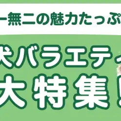 【 犬バラエティ特集 】8/29現在在店中のバラエティわんちゃん！最新動画は必見