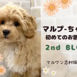 【 MIX 】初めてのお散歩に挑戦！マルプーちゃんのトレーニングの様子をご紹介！