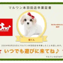 【卒業記念】キャバションの福くん卒業おめでとう！今までの感謝を込めて〜卒業ブログ〜