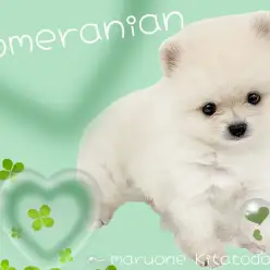 【 ポメラニアン 】愛嬌たっぷり!クリームカラーのたぬきポメが埼玉に登場!