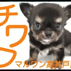 【 チワワ 】小さめサイズの可愛い男の子が杉並区高井戸に舞い降りた！