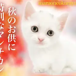 【 マンチカン 】超個性的なバンカラー！オンリーニャンの短足マンチ！