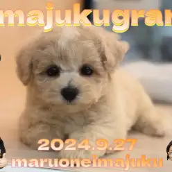 【 イマジュクグラム 】ビションフリーゼとトイプードルの最強MIXが仲間入り！