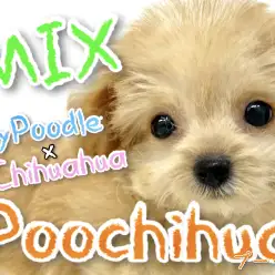 【 MIX 】プーチワMIXが横浜上陸！プレミアムな愛されキャラ！