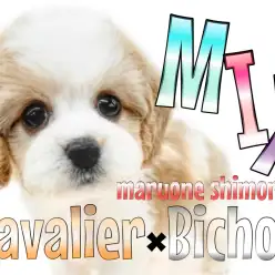 【 キャバション 】キャバリアとビションのMIX！伝説級の可愛らしさに迫る！