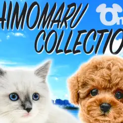 【 シモマルコレクション 】飼い主様と犬猫のペットライフを豊かにする役立ち情報集