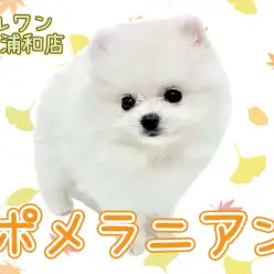 【 ポメラニアン 】プレミアムパピーがファンを席巻中！衝撃の可愛さを目撃せよ！