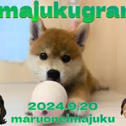 【 イマジュクグラム 】おいどん、耳が立ったですたいっ！柴犬の最新動画公開！