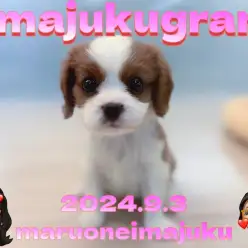 【 イマジュクグラム 】奇跡のブレナムスポットを持つキャバリアの女の子登場！