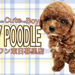 【 トイプードル 】濃厚すぎるレッドの被毛が魅力的なスイートボーイ