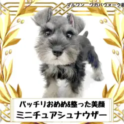 【 ミニチュアシュナウザー 】お髭がチャームポイントの甘えん坊シュナちゃん