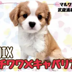 【 チワワ×キャバリア 】最上級に可愛いお顔のMIXが降臨。その名はチワキャバ！