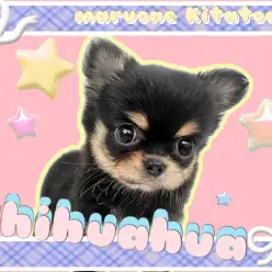 【 チワワ 】初めましてで愛嬌全開！癒しのミニマムわんこが降臨！