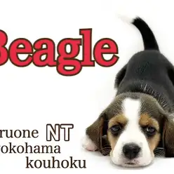 【 ビーグル 】天真爛漫！小さなハウンドドック入店9日間の様子