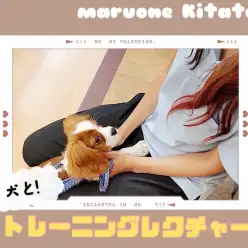 【 トレーニングレクチャー第一回 】愛犬との正しい接し方を学んでみませんか？