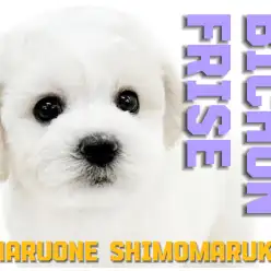 【 ビションフリーゼ 】幸せを呼ぶアフロ！濃密BODYの女の子に注目が集まる！