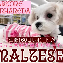 【マルチーズ】祝生後160日！おっとり控えめの甘えんボーイから目が離せない！