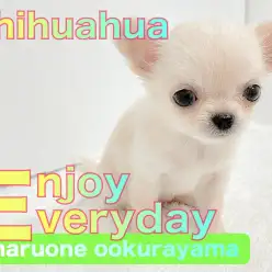 【 チワワ 】生後58日目・体重330gの超コンパクトなクリームカラーの女の子！