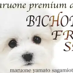 【 ビションフリーゼ 】プレミアム認定！純白のドレスを纏った最高の容姿を持つ女子