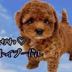【 トイプードル 】手足短め激かわぷーちゃん！まさにテディベアのようなルックス