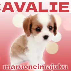 【 キャバリア 】王道ブレンハイム！困り顔の癒し系な女の子が聖地に登場！