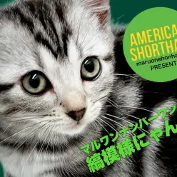 【 アメリカンショートヘア 】縞模様の美しさがマルワンナンバーワンな男の子！